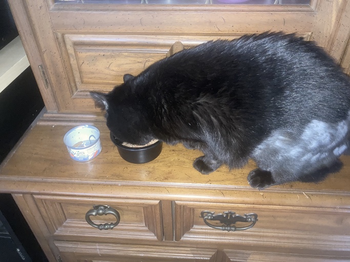 LdjMommy's tweet photo. My cat loves their #BeyondPetFood - It's the natural cat food with added vitamins, minerals, and nutrients. With recognizable ingredients providing healthy benefits to your cat, your feline friend will love it too! #ad https://t.co/VXNOYcWI6s https://t.co/j3AY37Lq6n
