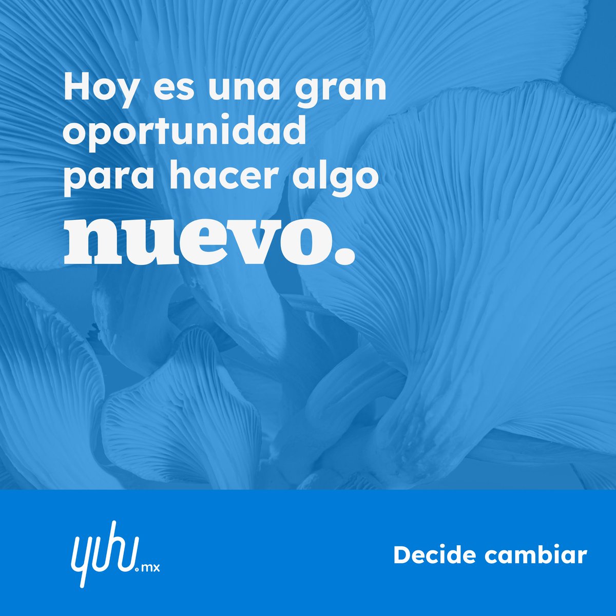 yuhu_mx's tweet photo. Podemos conseguir todo lo que deseamos… 💚✨ #Yuhu #YuhuMindset #Motivacion #DeciceCambiar #frases #frasesinspiradoras https://t.co/SdvzlzxJ2d