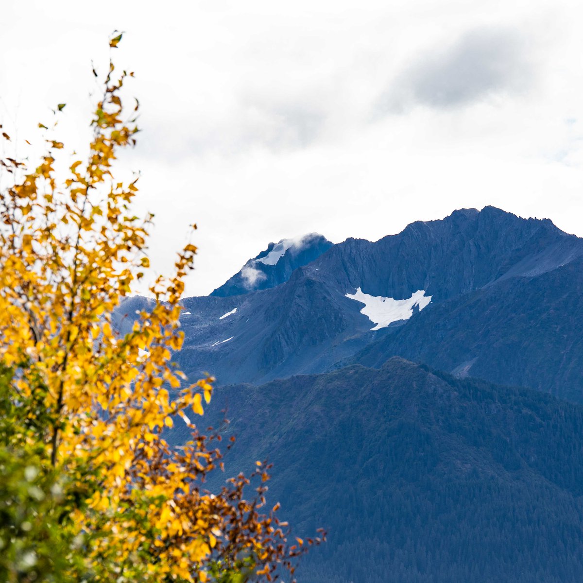 Alaska SeaLife Center tweet media