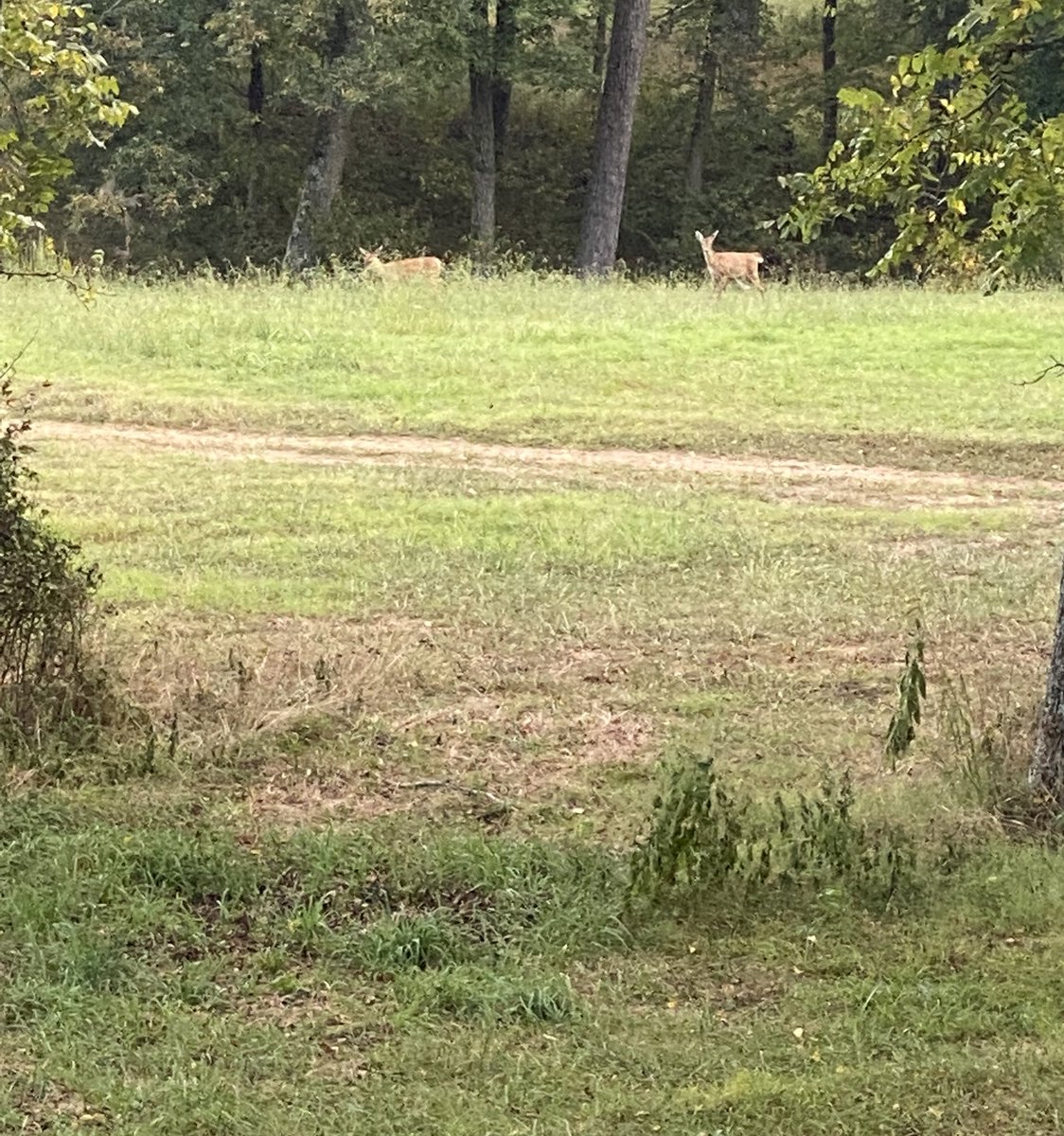 RyanC6625's tweet photo. Got some good photos of some young deer. But never got the chance to let the @PSEBows Bow Madness do it’s thing. https://t.co/Swo23t12Vt