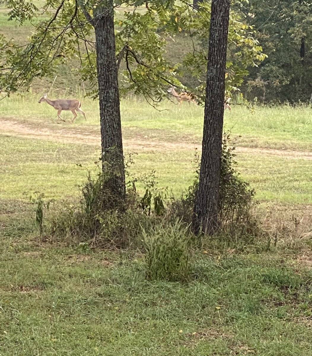 RyanC6625's tweet photo. Got some good photos of some young deer. But never got the chance to let the @PSEBows Bow Madness do it’s thing. https://t.co/Swo23t12Vt