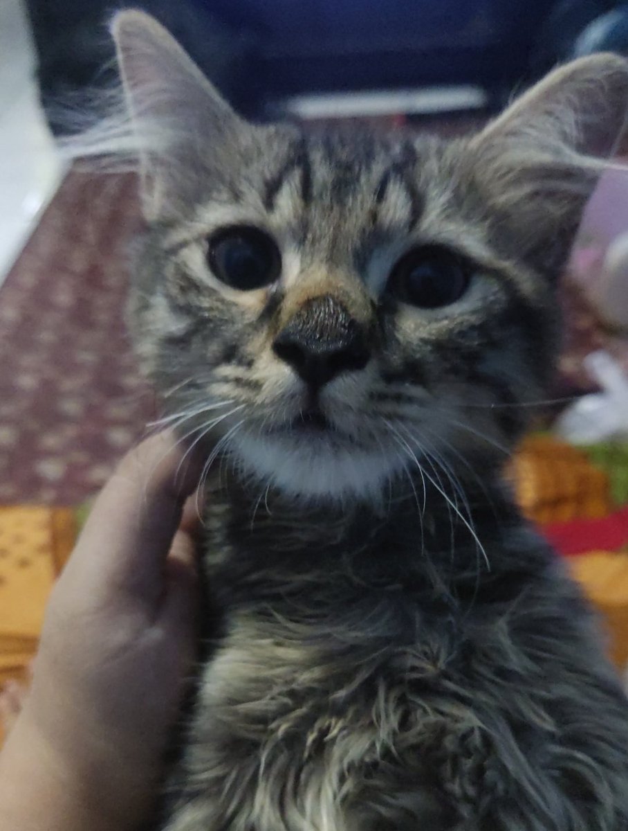 kochengfs's tweet photo. 🐈 si ojan gapernah kedengeran ngeong tapi aktif, makan dan pup pun lancar. ini normal ga ya? atau bisu kah? https://t.co/OL82iFTFUQ