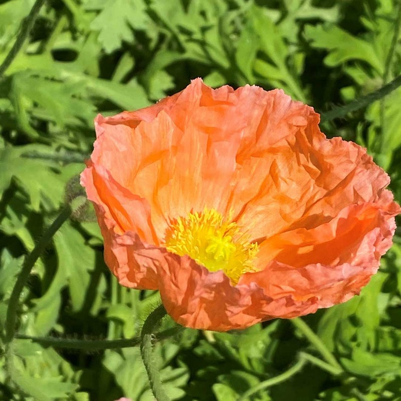 🧊 The beautiful colour of an Iceland poppy. The plant is native to Asian mountain areas north into arctic regions. #romastreetparkland
#icelandpoppy #poppy #arcticpoppy #flora #spectaclesgarden #garden #flower