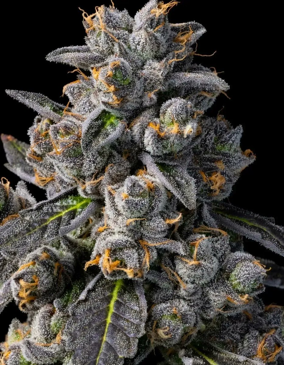 Content from pennylane4201