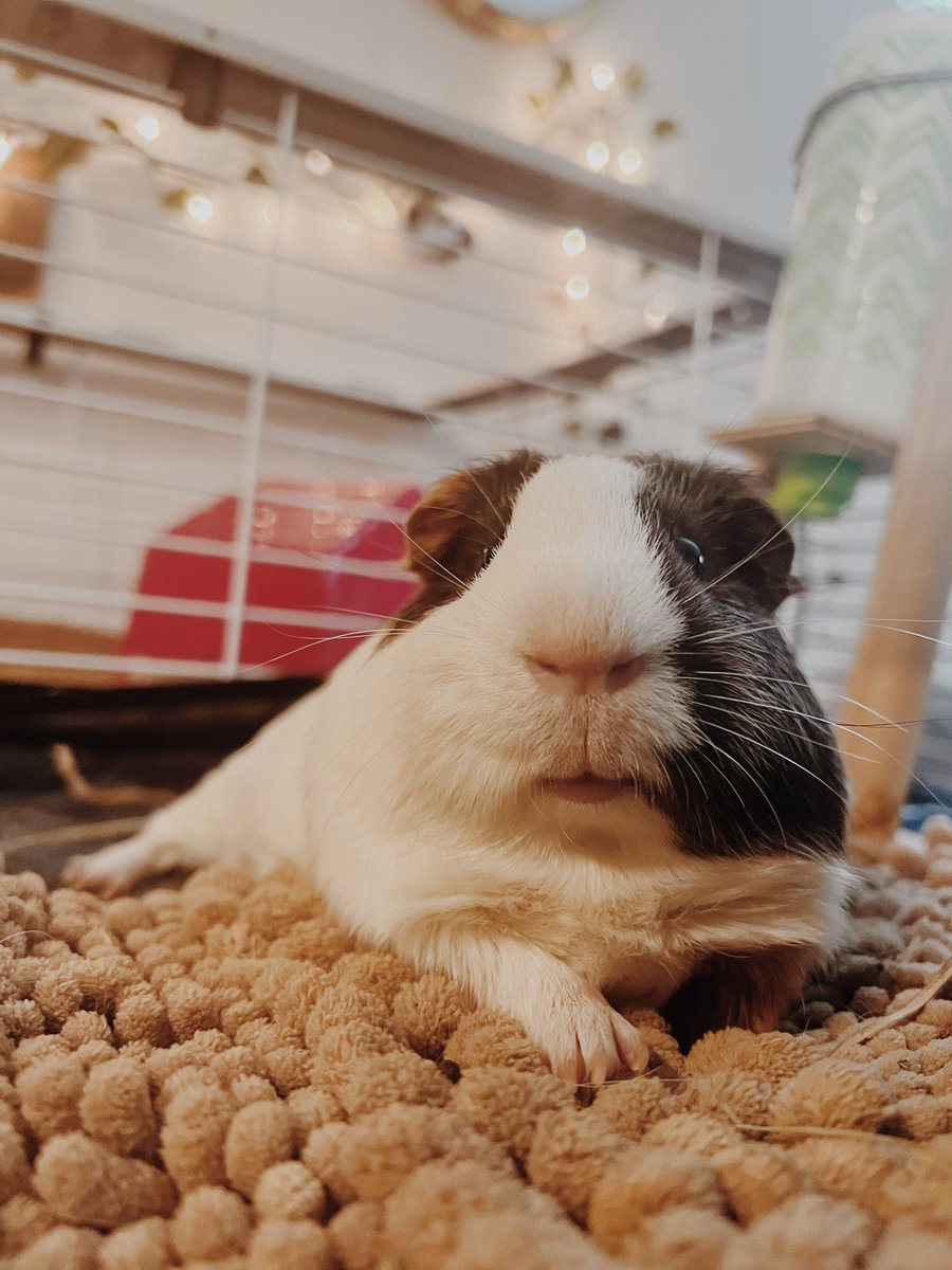 TheGuineapigjournal tweet media