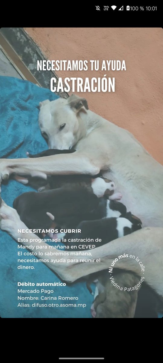 niunomasVP's tweet photo. Mañana se castra Mandy! Podes ayudarnos a pagar la castración y enviar buenas energías para que todo salga genial!🌈✨
Mercado pago:
Nombre: Carina romero
Alias: https://t.co/F3goxnvdwo https://t.co/NpppHZN3cz