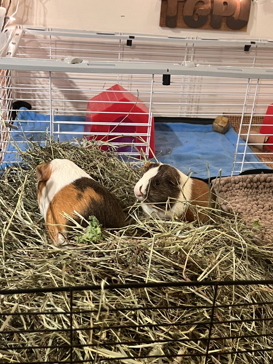 Our guineas are trying @SmallPetSelect timothy hay!