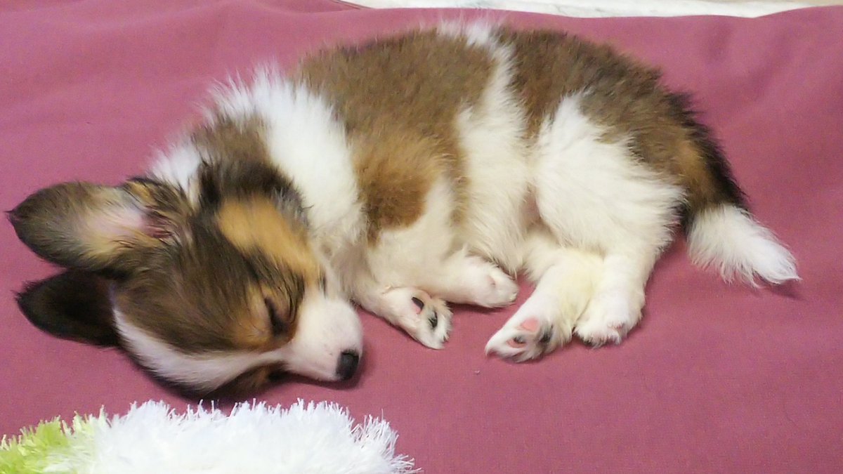 全日本きもちよさそうに眠るいぬ選手権 #コーギー #トイプードル #ミックス犬 #子犬 #可愛い, image size:1200x675