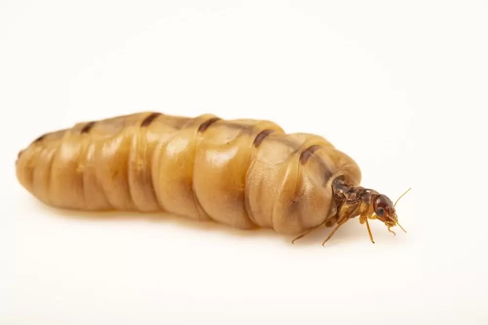 termite69420's tweet photo. the blasphemous english queen may have died… but termite queen lives. all hail our queen isn’t she lovely https://t.co/Xp0X3cXlnr