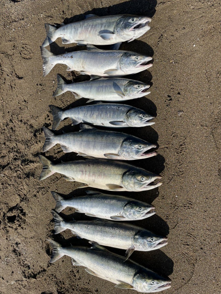 naok3588's tweet photo. やったぜ🎣 https://t.co/9owfomQhDT
