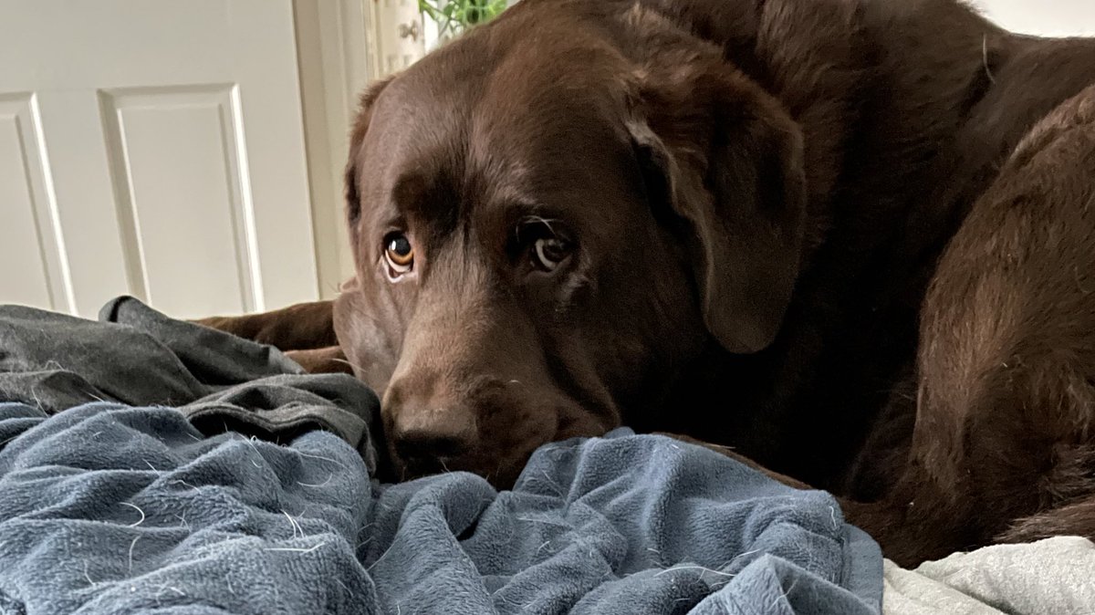 ⤷  I present the TL with my dog