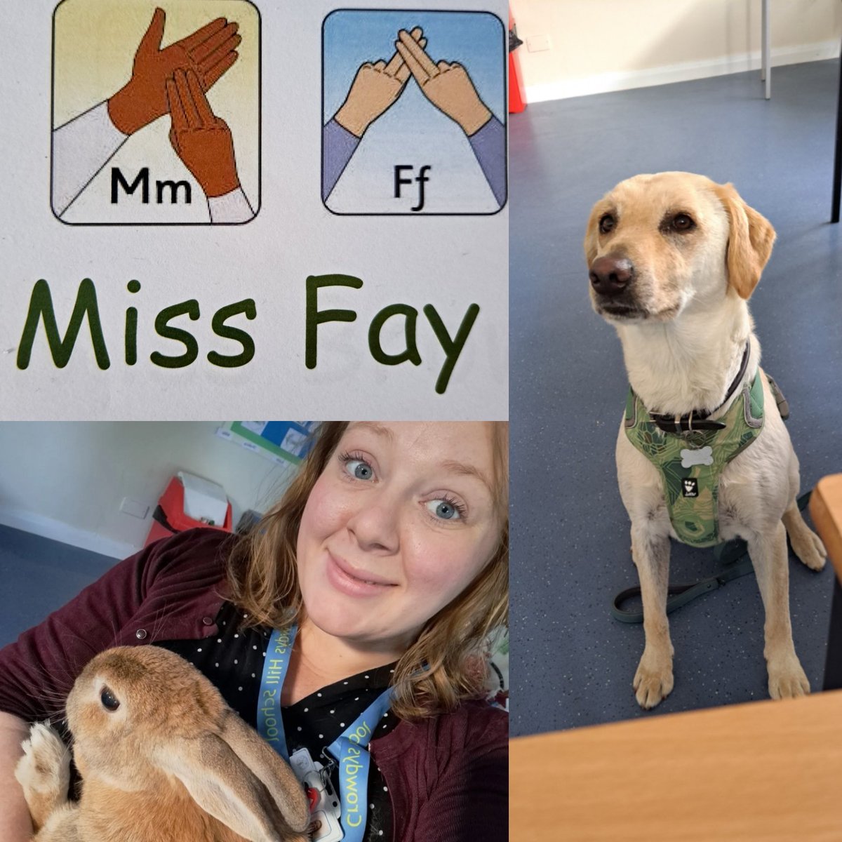 Miss_Fay01's tweet photo. One of the best things about my classroom being on the farm, is that we have regular visits with our honorary members of 11F-  Jeffery the rabbit and Preska the dog! It's a lovely thing for my tutor group to have that sensory break with them.. and I quite enjoy it too! https://t.co/6ASLwGSN07