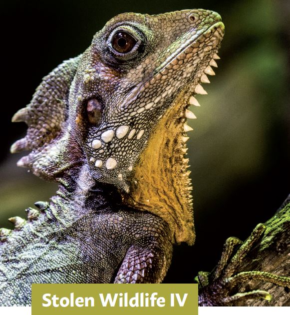 ifawEU's tweet photo. Latest report with @HSIEurope and @prowildlife reveals how the #EU continues to be a main hub and destination for #wildlife, which has been ‘stolen’ from Latin America, Africa, the Middle East, Asia and Oceania. #StolenWildlife #WildlifeCrime 
➡️Read more: https://t.co/wAaOLmLVfZ https://t.co/IbPN4te7wJ