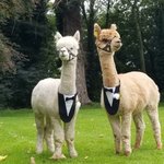 Photo by K2Alpacas (@K2Alpacas)