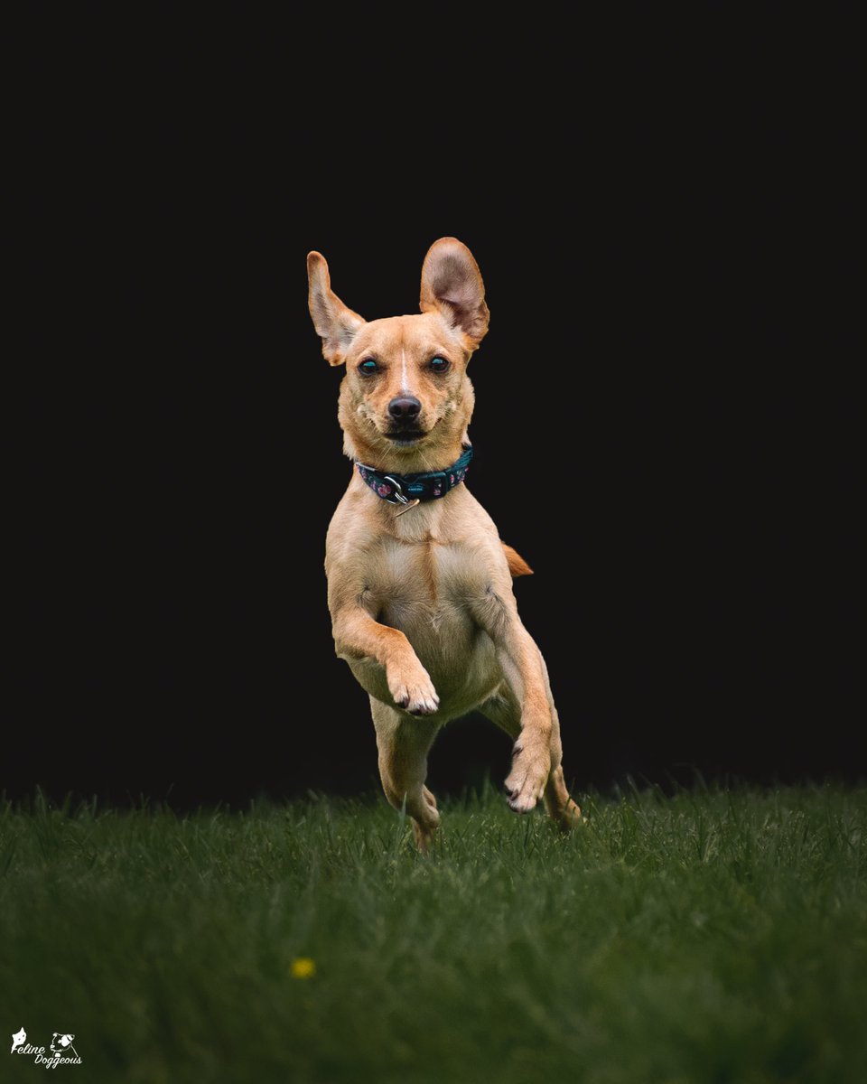 Felinedoggeous's tweet photo. Another happy doggo looking ever so graceful mid zoomies!
#petphotography #dogsinaction #dogsoftwitter https://t.co/0IvGEob5zn