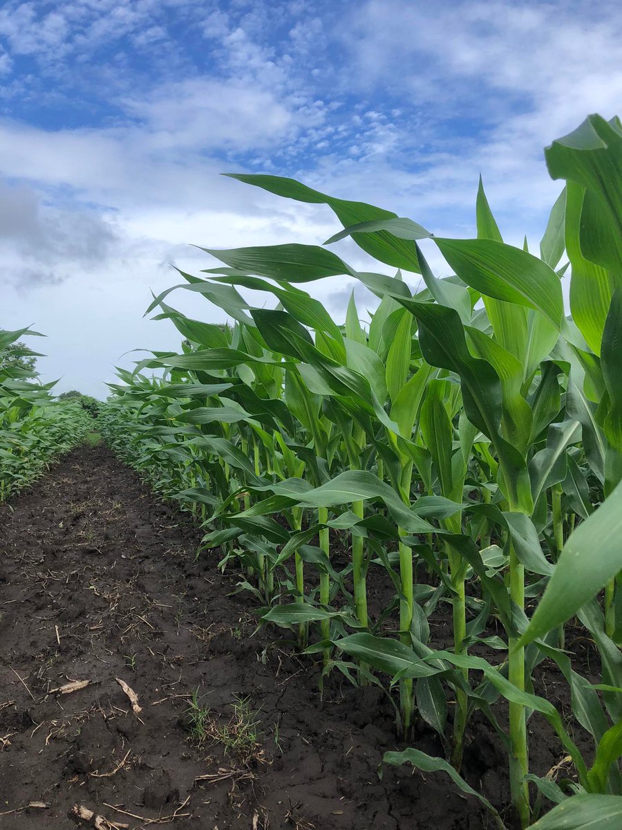 InfoAgronomo's tweet photo. Que bonito es lo bonito https://t.co/n5mFcGB1BD