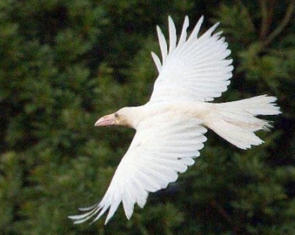 NikSamotracia's tweet image. Los cuervos eran pájaros de reflejos plateados y alas muy blancas como los cisnes, parecían palomas.
El cuervo es un atributo del dios Apolo.

Tenían un defecto, eran charlatanes.