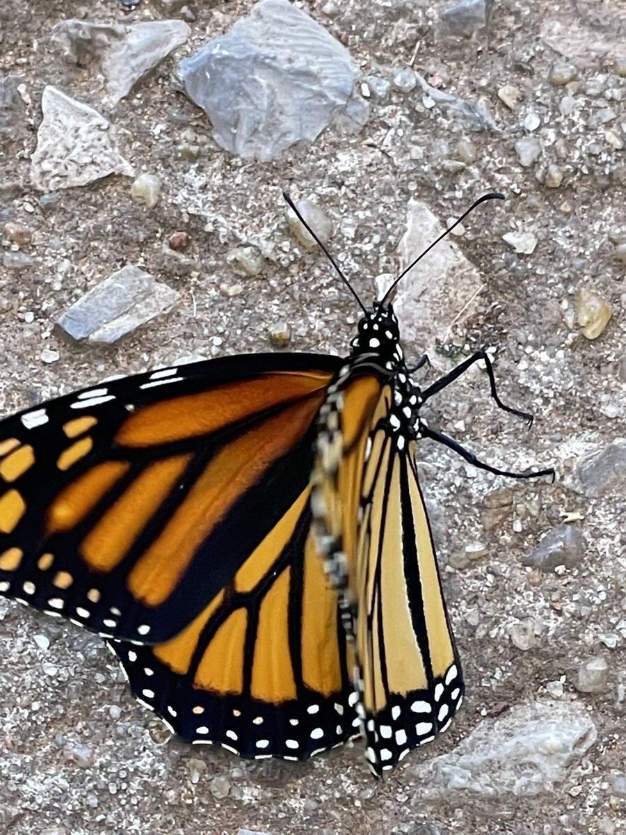 FarSquadx3's tweet photo. Meet the beautiful monarch that hatched today🥺🥺🥺 https://t.co/gaQaWTWtyE