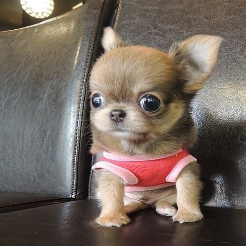JustinAndComedy's tweet photo. #puppy https://t.co/JqX4mfAuo9 👈 https://t.co/BmqHePgOb9