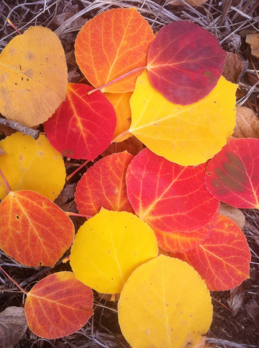 KyleCinVail's tweet photo. The scenery is quickly becoming spectacular in these parts. Every day for the next couple weeks I’m going to share some of the natural beauty surrounding me in hopes that it will be an uplifting feed cleanser from the heavy circumstances that seem to keep coming. #FallCOLORado🍂 https://t.co/weB77US8uL
