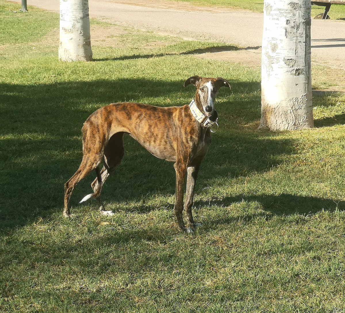 MaribelMtnez's tweet photo. Esta es Mayko, una galga desechada por un galguero. Con la ley que pretende aprobar el @PSOE de @sanchezcastejon, podría haber acabado colgada de un árbol, dejada morir de hambre o en el mejor de los casos abandonada sin que su dueño sea castigado.
#PSOENiUnSoloPerroAtras https://t.co/OAEOFfSrwB