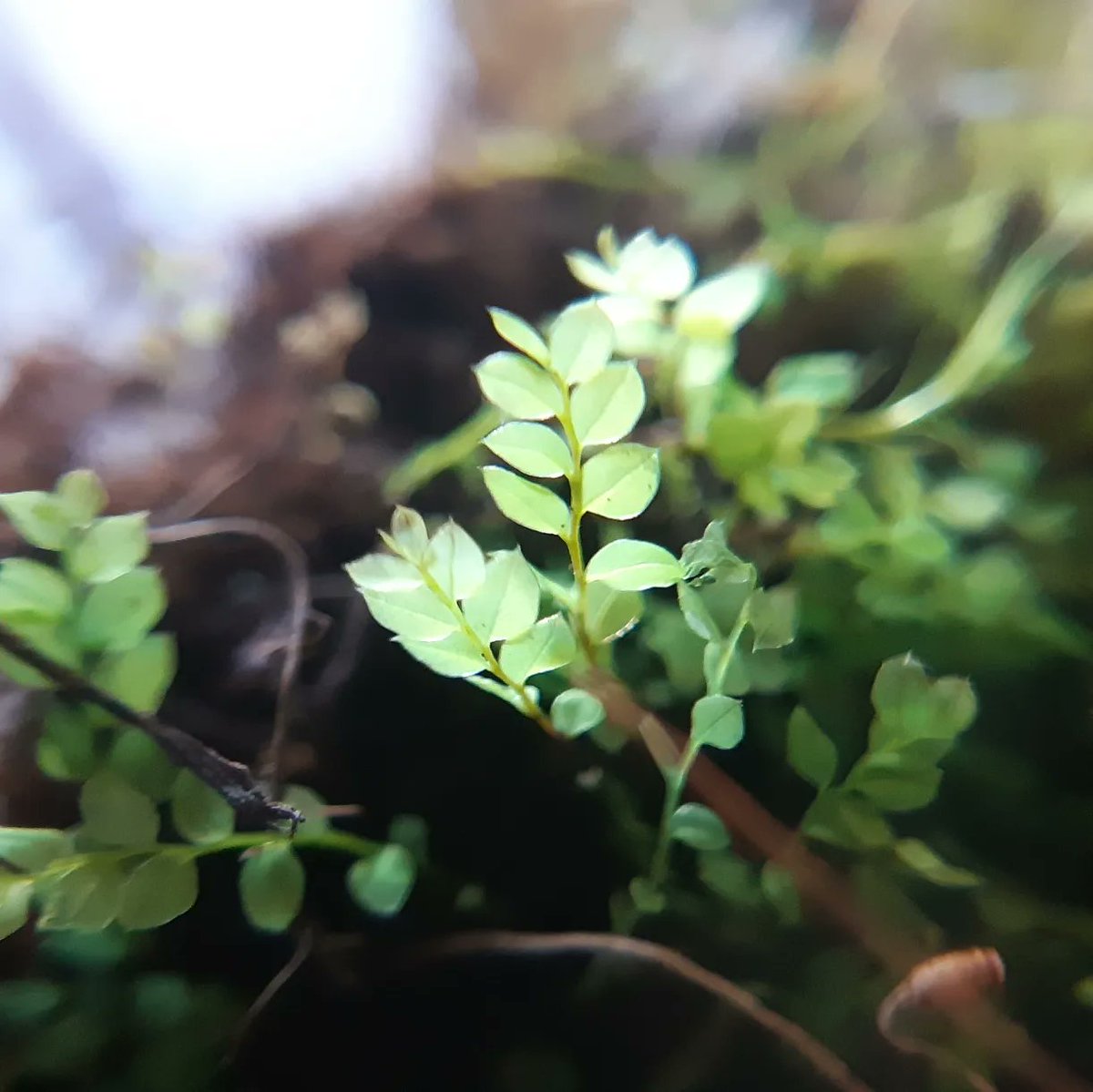 bryophyto's tweet photo. Cyrtomnium hymenophylloides
Mniaceae
Bryophyta

Top 5 mosses of the arctic. Bluey-green, never red, and found growing in protected hollows or small overhangs. https://t.co/6TdIfHaOxn