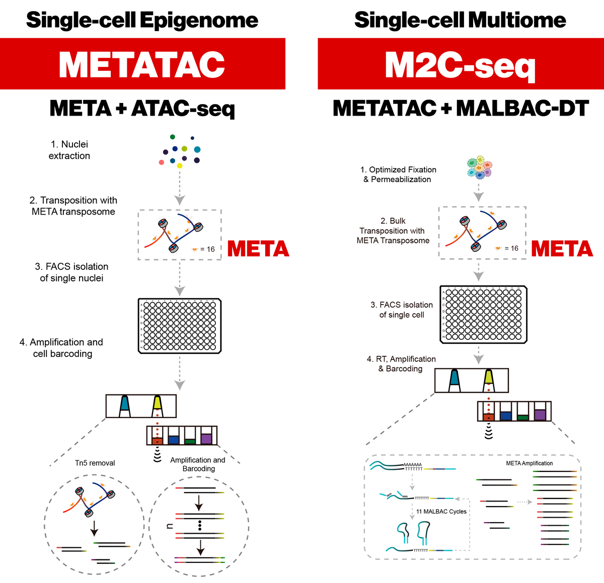 tanlongzhi's tweet photo. Single-cell epigenome/multi-ome profiling loses 50% of precious DNA materials, because ATAC-seq uses @illumina Nextera chemistry. Powered by our META chemistry, our highly sensitive METATAC and M2C-seq methods are now in @PNASNews: https://t.co/Cy7KX4IVI1 https://t.co/vyWzI5joyZ