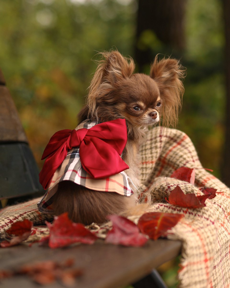 #facts / Chihuahuas serve the best side-eye looks.