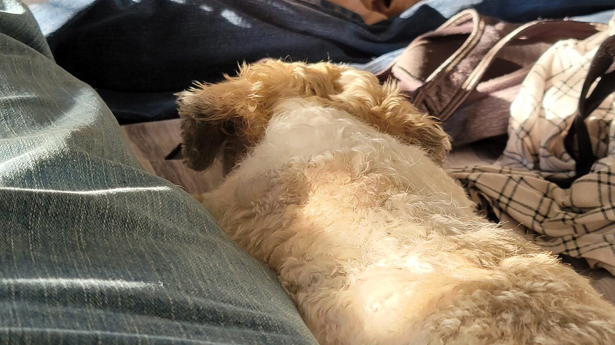 PirateJesus_'s tweet photo. Smol dog trying his hand at camouflage in afternoon light and laundry on bed. https://t.co/TWrUgoS8VH