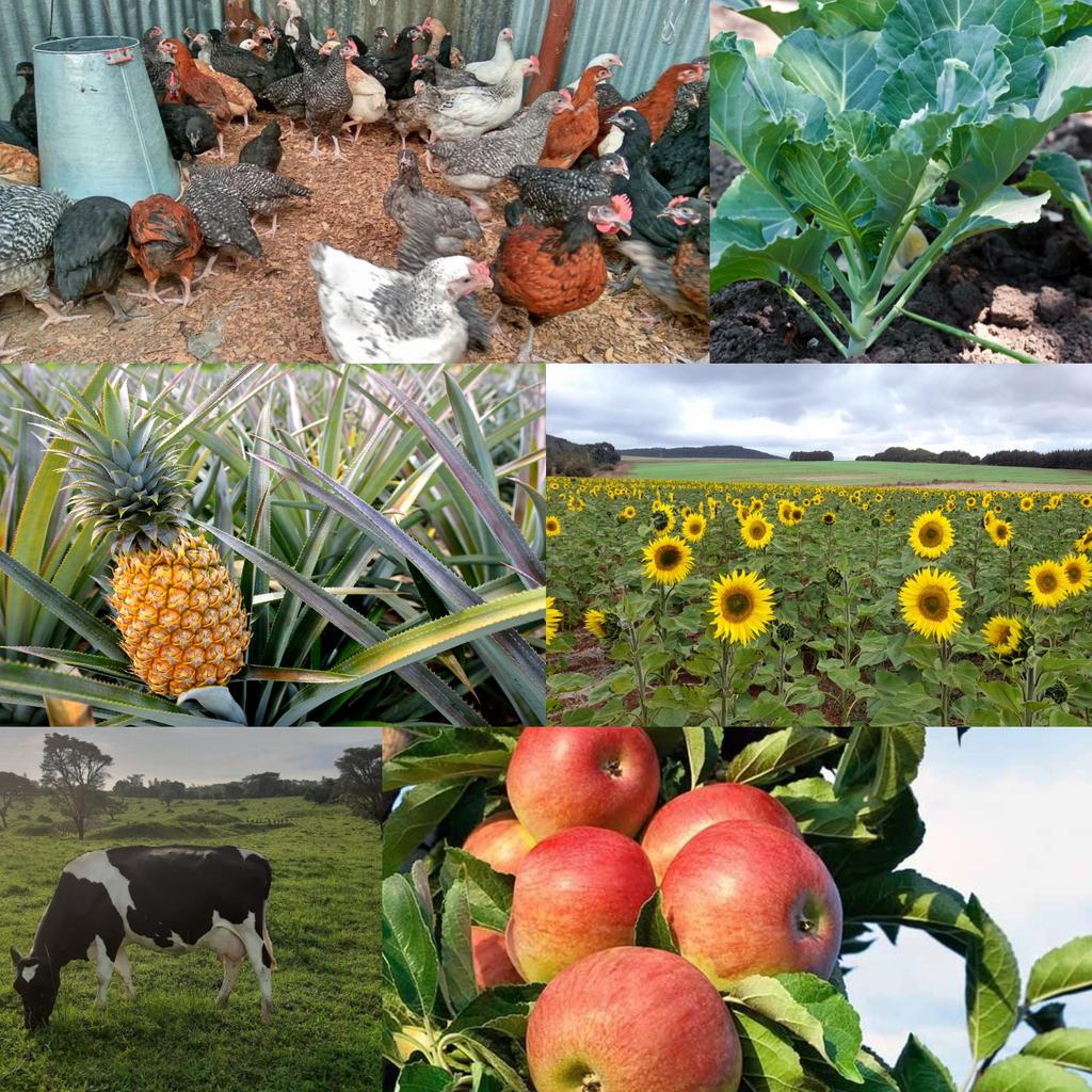 NAP_Africa's tweet photo. Agriculture remains the dominant sector of Africa's economy with a key role of achieving multiple development objectives which include food security, income generation, industrial development and employment creation https://t.co/f8uIltjnrJ