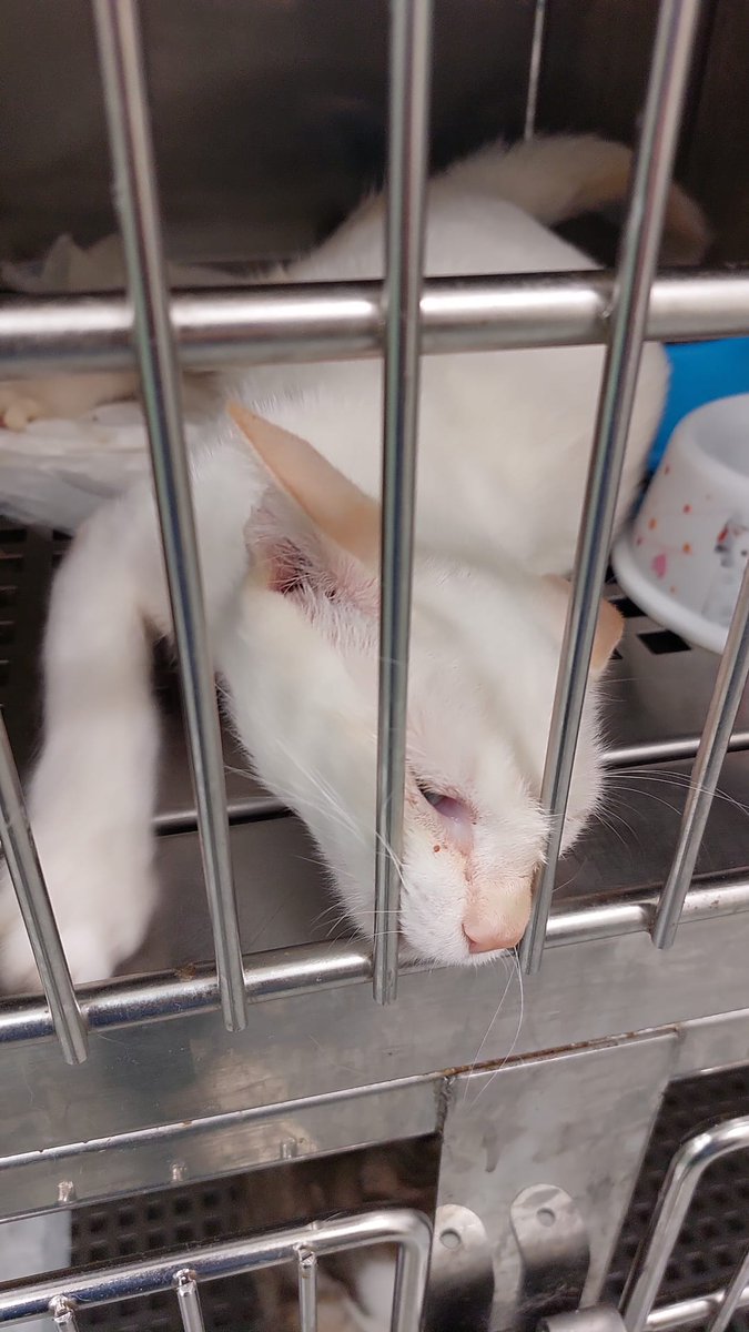 AsociacionADAT's tweet photo. 🙏🆘¡¡¡ NECESITAMOS AYUDA !!!🆘🙏
SIRIO TIENE EL FÉMUR FRACTURADO Y ES NECESARIO SOMETERLO A UNA CIRUGÍA.💉🏨💊🩺🩹
ES UN AMOR DE GATITO.
LA FRACTURA LE PRODUCE MUCHO DOLOR Y HAY QUE INTERVENIRLO A LA MAYOR BREVEDAD POSIBLE.
NO DISPONEMOS DE AYUDAS Y ESTAMOS EN UNA SITUACIÓN... https://t.co/JNixpn3u4O