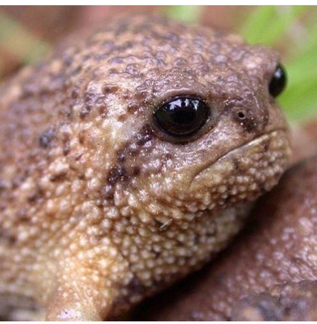 AliceSaysGoFU's tweet photo. This tiny rainfrog is watching you not submitting to us... and she is judging you. Please, don't disappoint our rainfrog. Submit your work to us before midnight of September 30!
#writing #essay #poetry #fiction #callsforentry #art #photography
https://t.co/hCLVnbO4Ue https://t.co/X5zQwnywb9