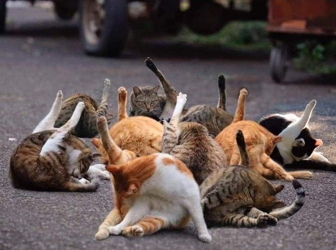 TranslatedCats's tweet photo. And why do you have to be together to do chicken legs and fight? https://t.co/V4qF7UAlZ3