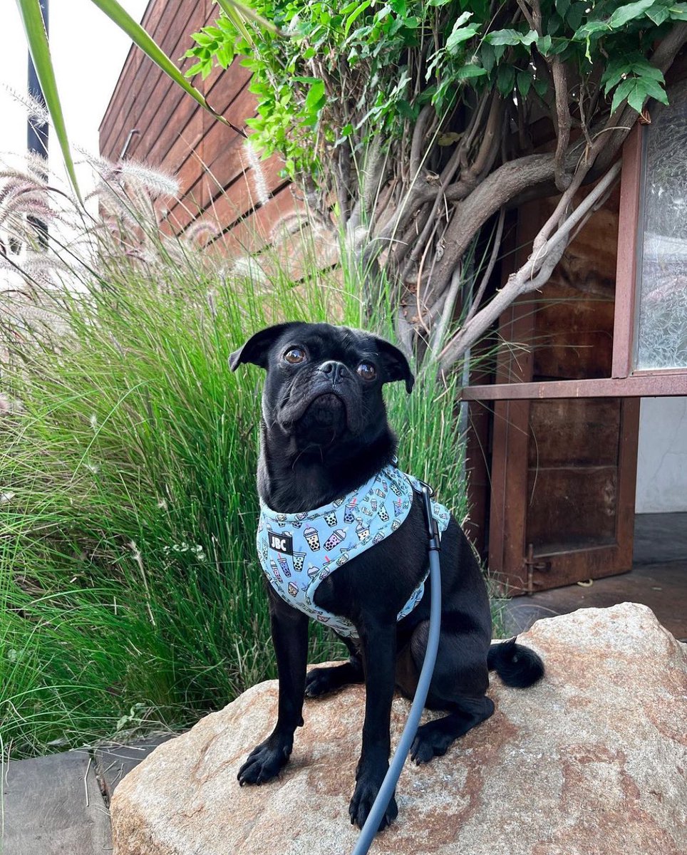 So cute! Check out Milo on our Instagram! instagram.com/p/Ci-l0uvJBLB/…