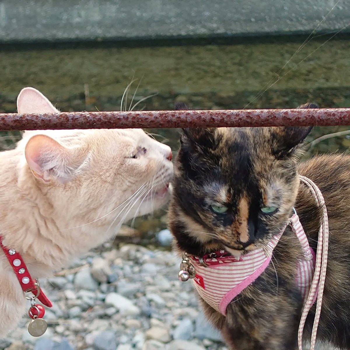 good2bnegative's tweet photo. なかよし

#猫 #ネコ #ねこ #サビ猫 #さびねこ https://t.co/uuftoL134V