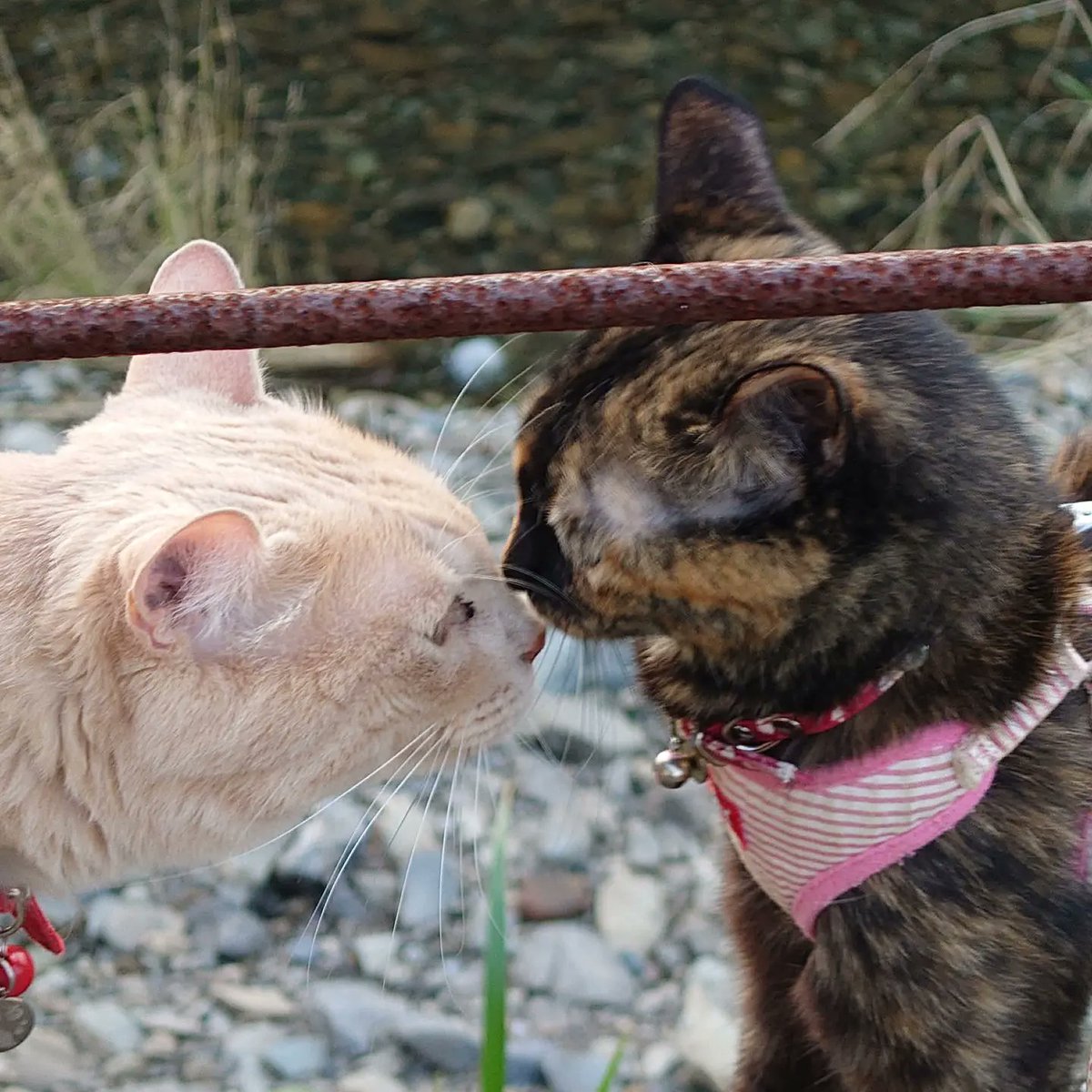 good2bnegative's tweet photo. なかよし

#猫 #ネコ #ねこ #サビ猫 #さびねこ https://t.co/uuftoL134V