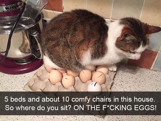 cats who share one braincell tweet media