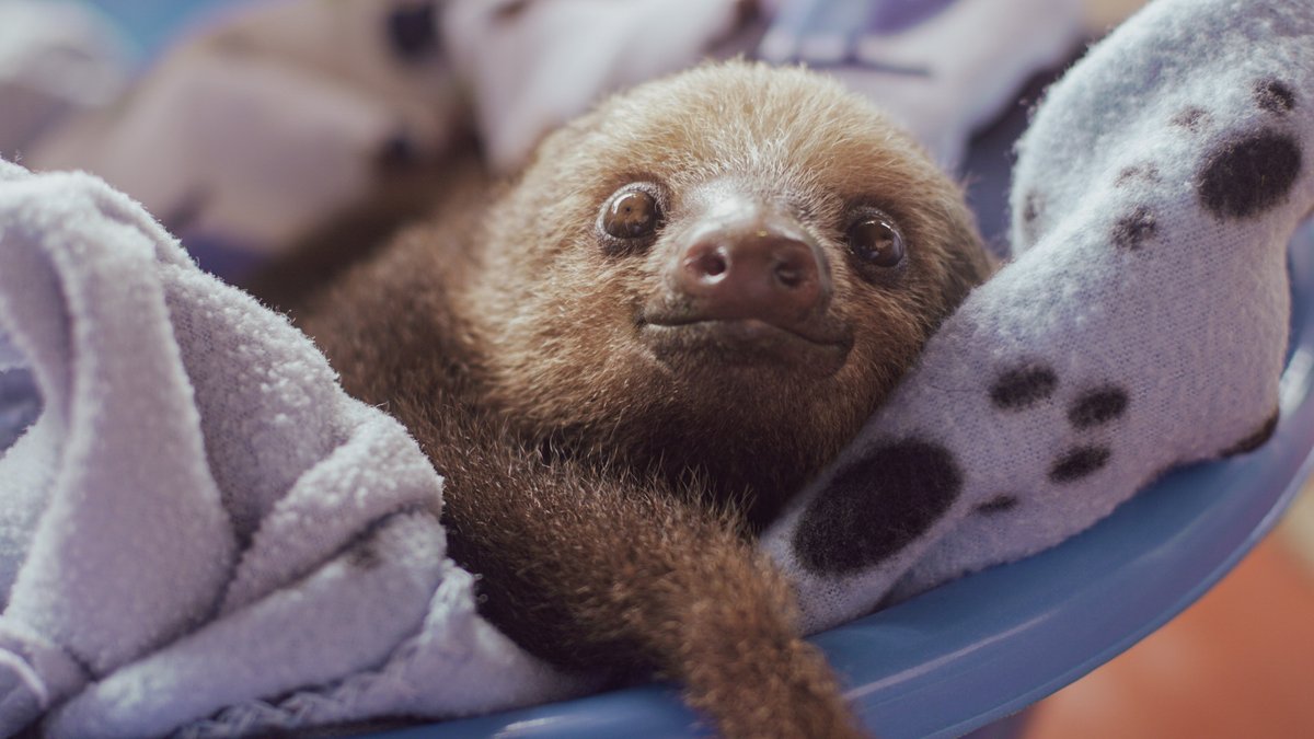 ToucanRescue's tweet photo. Meet Landon the two-toed baby sloth!

🐾 He was brought to us after two failed attempts to return him back to his mommy. Landon was diagnosed with an idiopathic intracranial pathology, so we decided to keep him as a permanent resident.

Donate now!

➡️ https://t.co/594J71lOEB https://t.co/FQFVFKoJaj