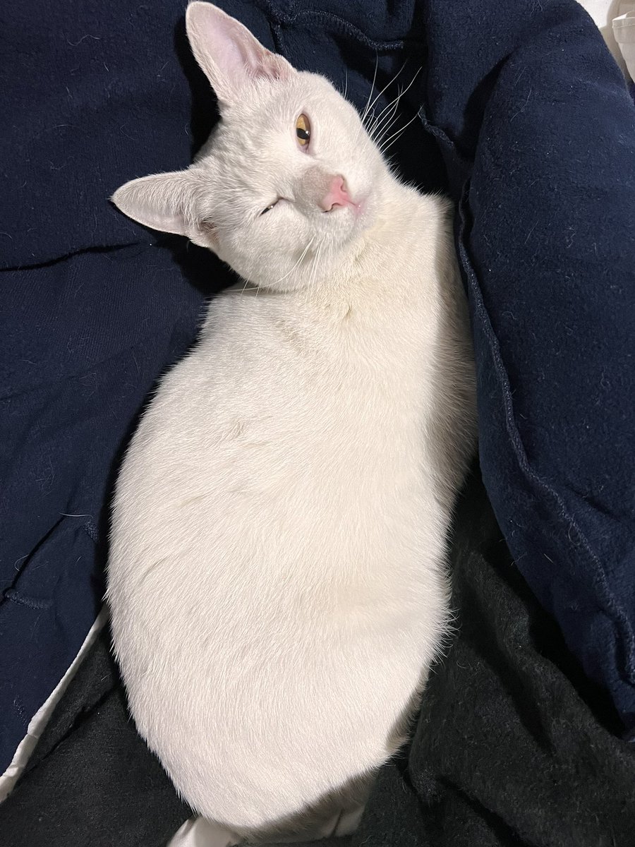 TatiFantoma14's tweet photo. Herba NO VOLVIÓ a casa
LES PIDO POR FAVOR COMPARTAN 😭
📍Boulevard de los italianos y Alvar Nuñez, LANÚS ESTE (Monte Chingolo)
#Gatosperdidos #lanus #lanuseste #montechingolo #gatos
@gatos_perdidos @ZoonosisLomas https://t.co/6ouPQ7CVPM