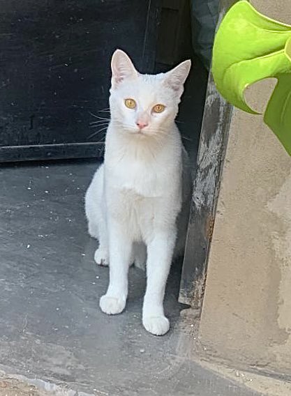 TatiFantoma14's tweet photo. Herba NO VOLVIÓ a casa
LES PIDO POR FAVOR COMPARTAN 😭
📍Boulevard de los italianos y Alvar Nuñez, LANÚS ESTE (Monte Chingolo)
#Gatosperdidos #lanus #lanuseste #montechingolo #gatos
@gatos_perdidos @ZoonosisLomas https://t.co/6ouPQ7CVPM