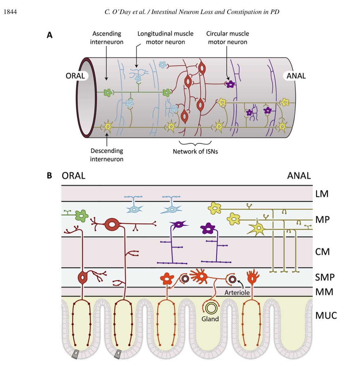 journal_PD's tweet photo. The etiology of #Constipation in #Parkinson's is largely unknown. Chelsea O'Day and colleagues review the evidence regarding intestinal enteric neuron loss in this #OpenAccess paper in the #JournalPD. https://t.co/NEjMdc6s0I https://t.co/9WTH1PagrM