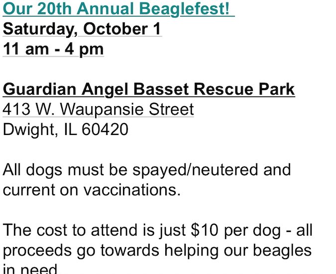 We're pleased that Oliver will be attending <a href="/MWBeagleRescue/">MidWest Beagle Rescue, Education and Welfare, Inc.</a> Beaglefest in Dwight, IL, this Saturday, Oct 1, from approx 12PM- 2PM. If you're around, come say hello. Find out more about it here!  gotbeagles.org/index.php?opti…