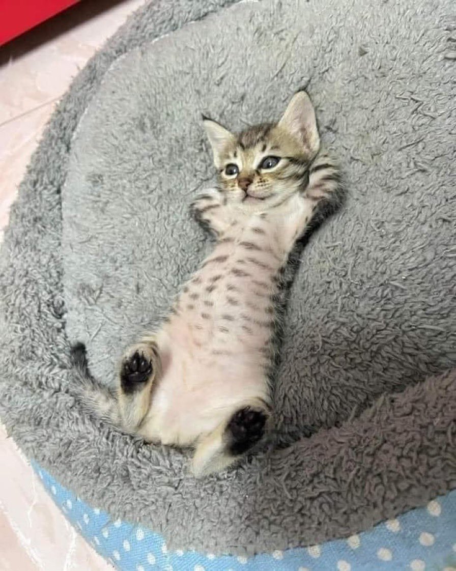 dumtaurus's tweet photo. pretending to be super chill and normal so i dont scare them away https://t.co/b4RIVqQauE
