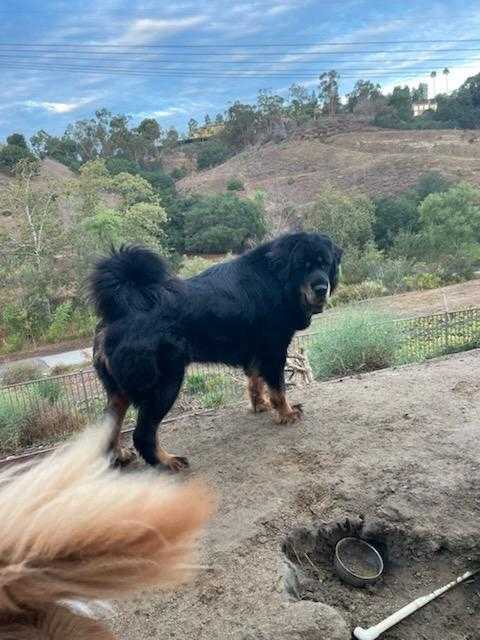 ckrub's tweet photo. Lost Dog SE Lake Samish, WA
Roxie (3 yd old Tibetan Mastiff, no collar) She wriggled out of her collar and ran Sunday afternoon 9/25. Sightings say she is staying near the lake. I am posting on all channels - if you see this little stinker please let me know! #LakeSamish https://t.co/8qsGRJg55a