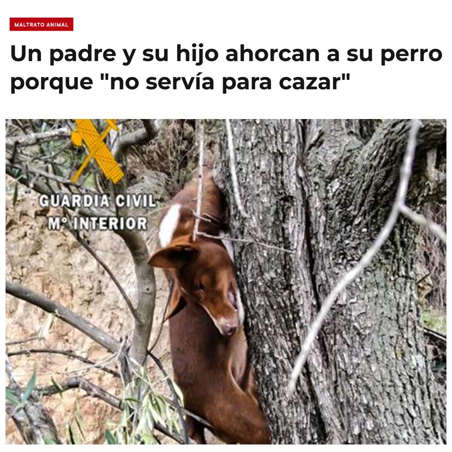 aly8283's tweet photo. #PSOENiUnPerroAtras @sanchezcastejon Sabéis lo que les hacen los cazadores a sus perros: maltrato, abandono y mil salvajadas más y aún así queréis dejarlos sin protección‽ No hay perros de primera y de segunda, son seres que sienten y padecen, no los abandonéis, es de justicia https://t.co/WWFpopuGSA
