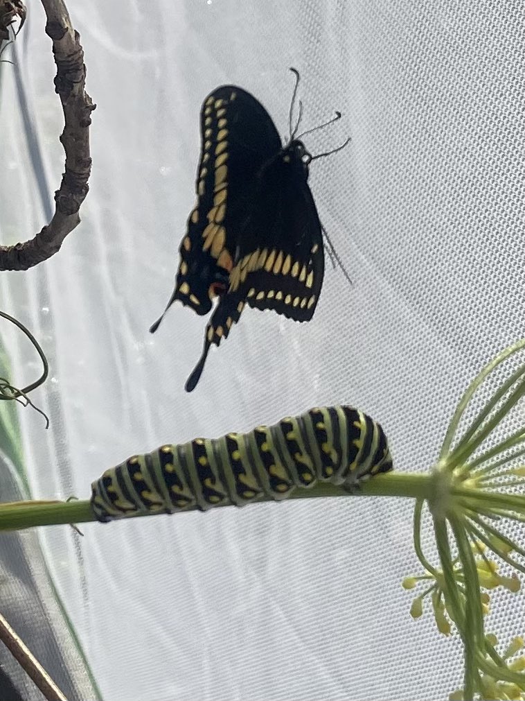 Mrs. Galuppo tweet media