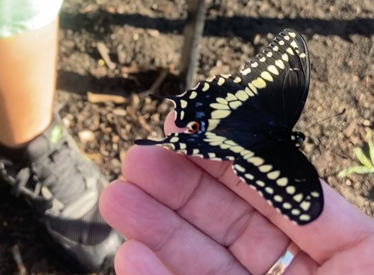 Mrs. Galuppo tweet media