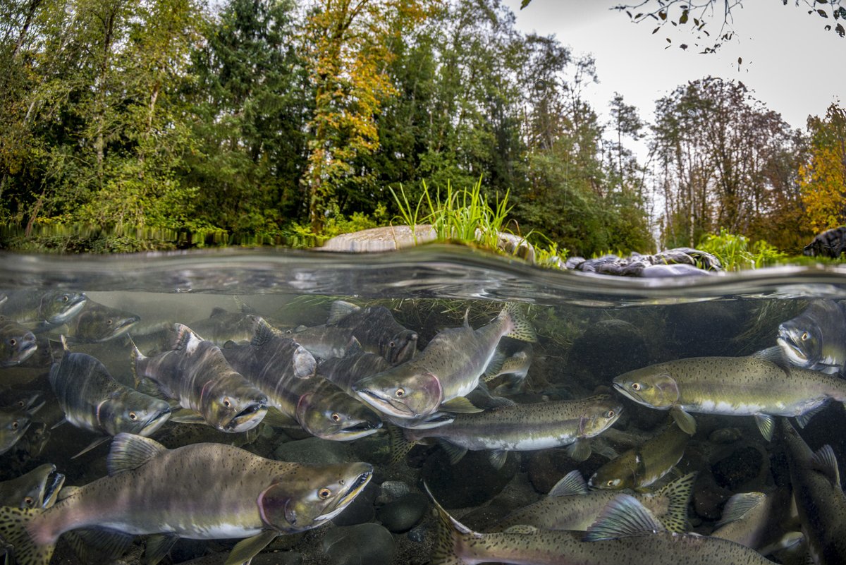 BC Parks Foundation tweet media