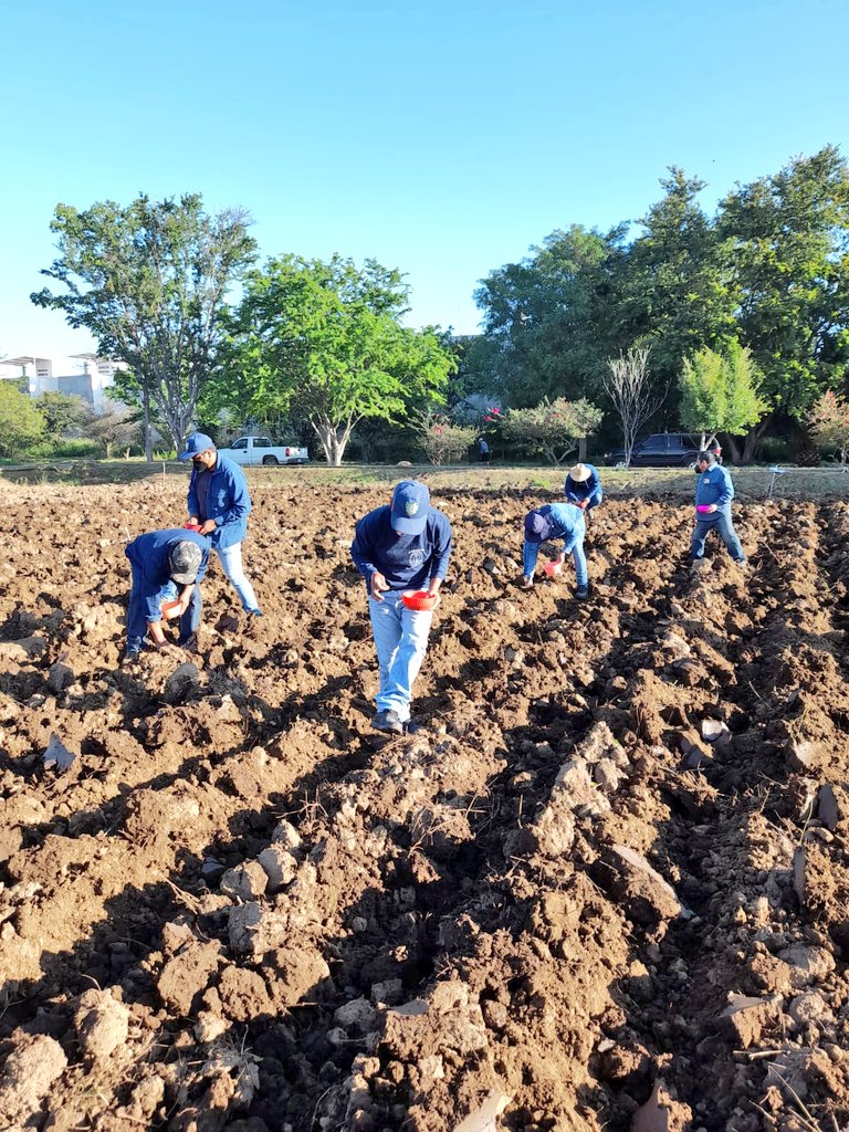 COESFO_GobOax's tweet photo. En cumplimiento al convenio celebrado entre el Mcpio. de Oaxaca @aaguilaroax @COESFO_GobOax, se dio inicio a la siembra de rábanos, los cuales seran utilizados en las obras de arte que se expondran en la "Noche de Rábanos" el día 23 de diciembre. @alejandromurat https://t.co/jzHfOzDgRz