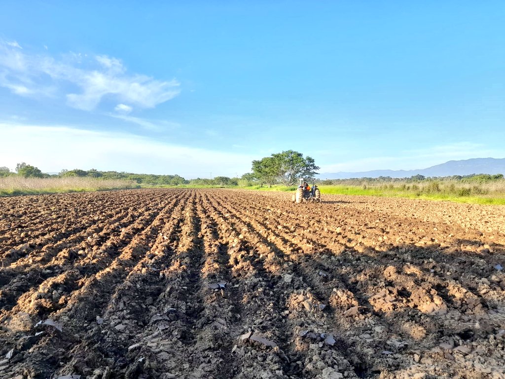 COESFO_GobOax's tweet photo. En cumplimiento al convenio celebrado entre el Mcpio. de Oaxaca @aaguilaroax @COESFO_GobOax, se dio inicio a la siembra de rábanos, los cuales seran utilizados en las obras de arte que se expondran en la "Noche de Rábanos" el día 23 de diciembre. @alejandromurat https://t.co/jzHfOzDgRz